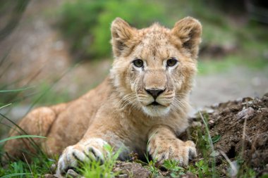 Vahşi yakın genç aslan yavrusu