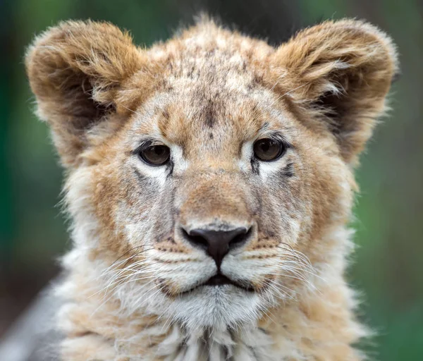 Στενή Πορτρέτο Νέοι Λιονταράκι Στην Άγρια Φύση — Φωτογραφία Αρχείου