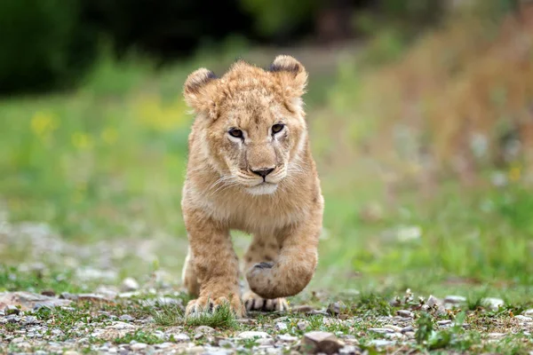 近距离幼狮幼崽在野外 — 图库照片