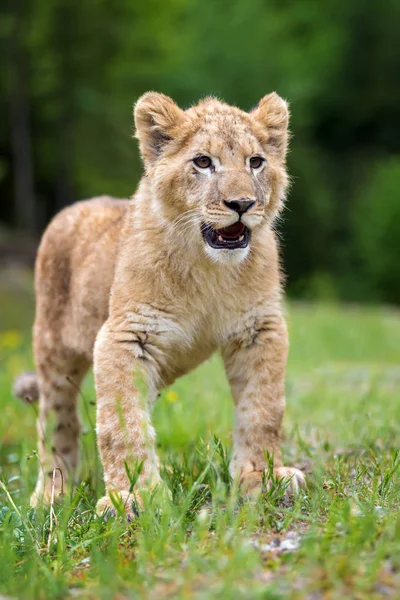 Nauwe Jonge Leeuw Cub Het Wild — Stockfoto