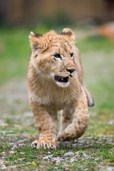 Close young lion cub in the wild