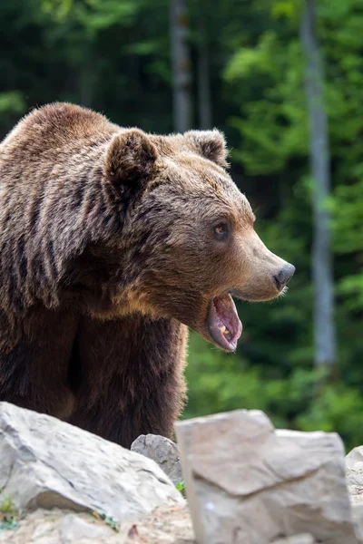 Oso Pardo Europeo Bosque Animales Salvajes Hábitat Natural — Foto de Stock