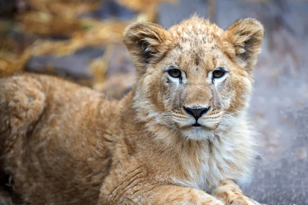 Chiudi Ritratto Giovane Cucciolo Leone Natura — Foto Stock