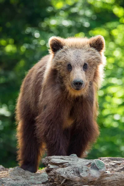 Καφέ Αρκούδα Cub Στο Δάσος Ζώο Στον Βιότοπο Φύση — Φωτογραφία Αρχείου