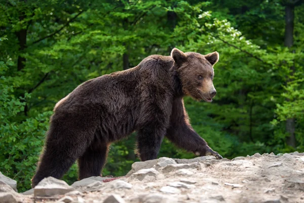 Medvěd Hnědý Lese Divoké Zvíře Přírodě Stanoviště — Stock fotografie