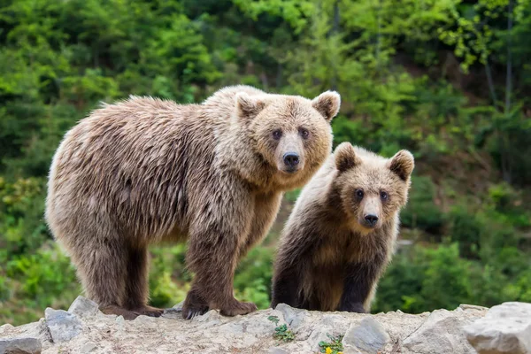 Filhote Urso Com Sua Mãe Floresta Verão — Fotografia de Stock