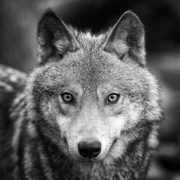 Timber wolf portrait in the forest