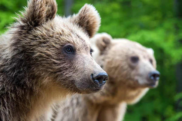 Filhote Urso Com Sua Mãe Floresta Verão — Fotografia de Stock