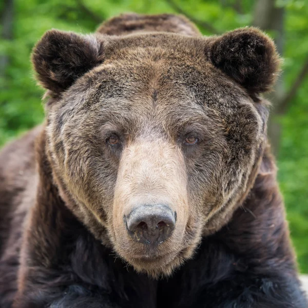 Closeup Urso Marrom Ursus Arctos Retrato Floresta Primavera — Fotografia de Stock