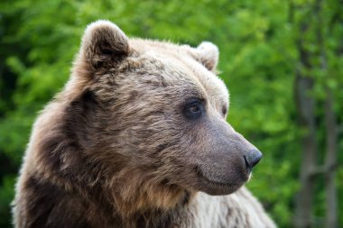 Bahar orman portre boz ayı (Ursus arctos) portre