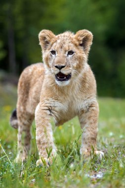 Vahşi yakın genç aslan yavrusu