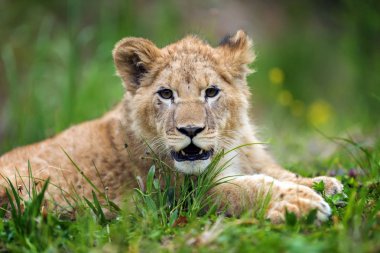 Vahşi yakın genç aslan yavrusu