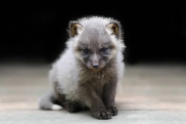 Baby Silberfuchs Aus Nächster Nähe — Stockfoto