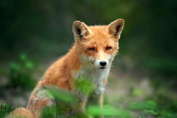 Retrato Uma Raposa Vermelha Vulpes Vulpes Ambiente Natural — Fotografia de Stock