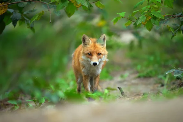 Πορτρέτο Του Μια Κόκκινη Αλεπού Vulpes Vulpes Στο Φυσικό Περιβάλλον — Φωτογραφία Αρχείου