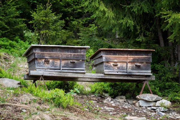 Deux Vieilles Ruches Dans Forêt — Photo