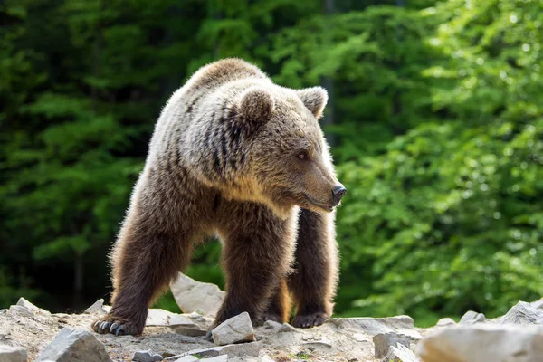 Urso Pardo Europeu Uma Floresta Animais Selvagens Habitat Natural — Fotografia de Stock