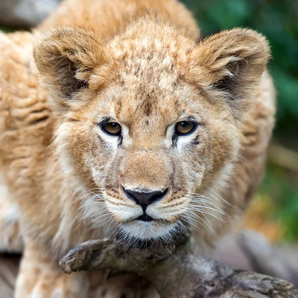 Близкий Портрет Льва Детеныша Дикой Природе — стоковое фото