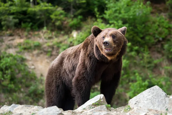 Europejski Niedźwiedź Lesie Dzikie Zwierzę Siedlisku Natura — Zdjęcie stockowe