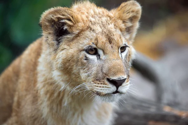 Close Portrait Young Lion Cub Wild — Stock Photo, Image