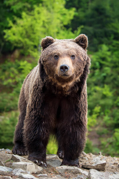 European brown bear in a forest. Wild animal in the nature habitat 