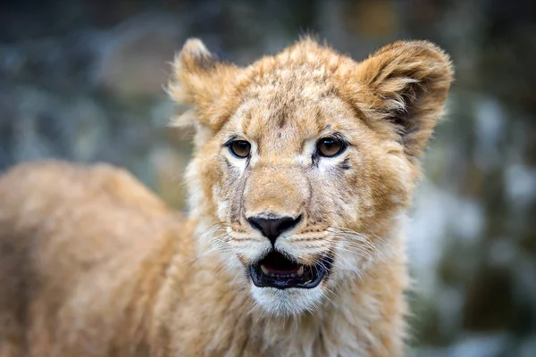 Close Portrait Young Lion Cub Wild — Stock Photo, Image