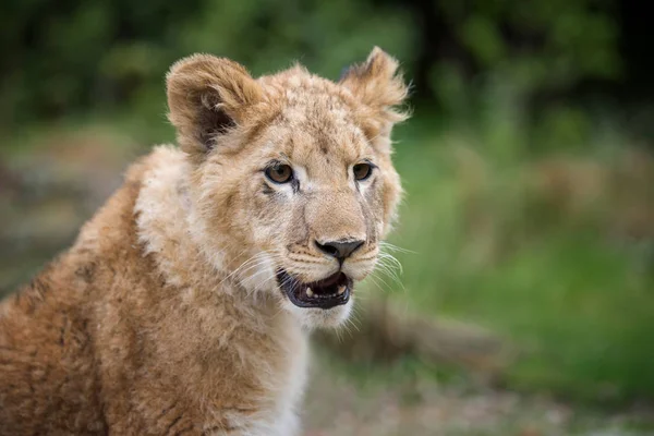 Close Young Lion Cub Wild — Stock Photo, Image