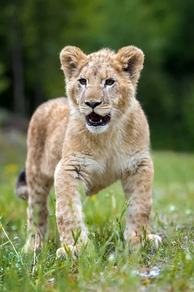 Vahşi yakın genç aslan yavrusu