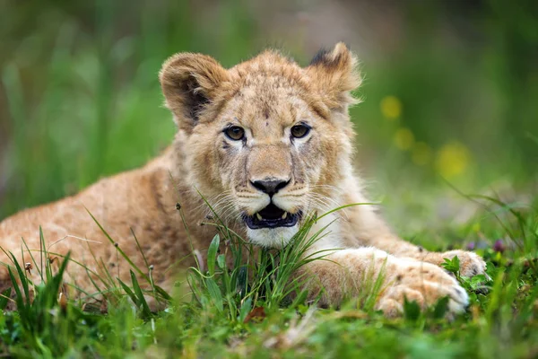 Vahşi yakın genç aslan yavrusu