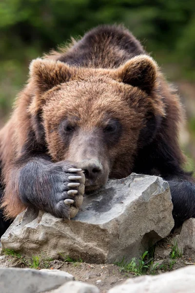 Портрет Крупного Бурого Медведя Весеннем Лесу — стоковое фото