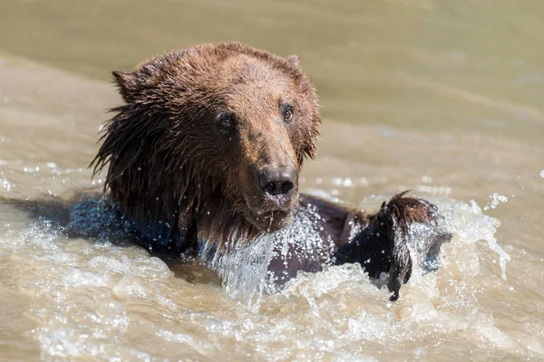 Urso Castanho Ursus Arctos Nadando Uma Água — Fotografia de Stock