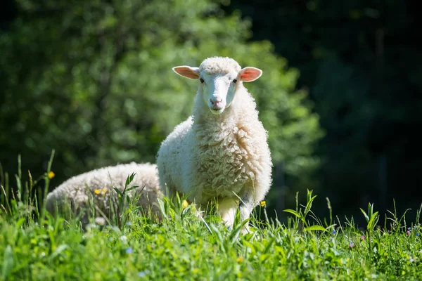 Chiudere Giovani Pecore Prato Una Fattoria — Foto Stock
