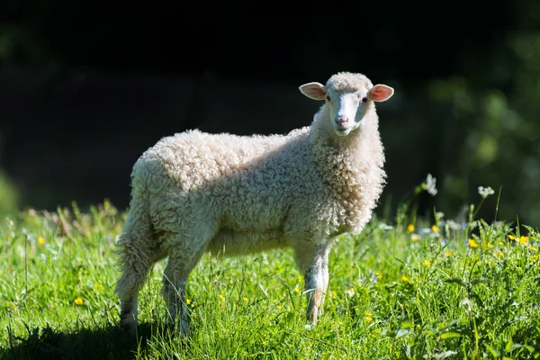 Młode Owce Łące Farmie Bliska — Zdjęcie stockowe