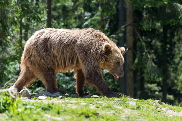 Europejski Niedźwiedź Lesie Dzikie Zwierzę Siedlisku Natura — Zdjęcie stockowe