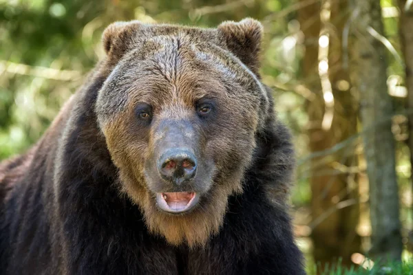 Bir ormandaki Avrupa boz ayı. Vahşi hayvan doğa ortamlarında 