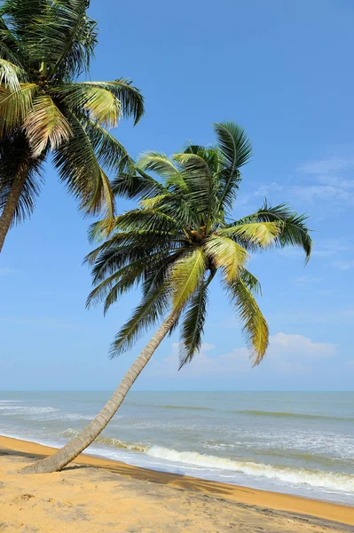 Tropischer Strand Mit Palmen Auf Exotischer Insel — Stockfoto