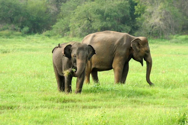 Ελέφαντες Στο Εθνικό Πάρκο Της Σρι Λάνκα — Φωτογραφία Αρχείου
