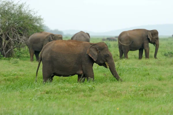 Słonie Parku Narodowym Sri Lanka — Zdjęcie stockowe