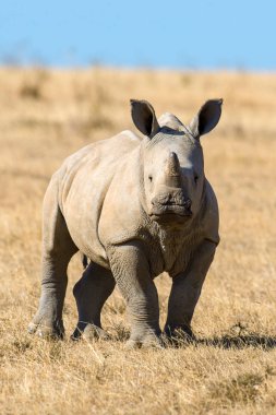 Afrikalı beyaz rhino, Kenya Milli Parkı