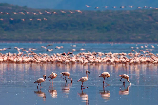 Kudde Van Flamingo Waden Het Ondiepe Lagune Water — Stockfoto