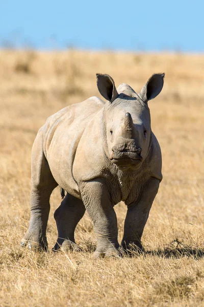 Afrikaanse White Rhino National Park Van Kenia — Stockfoto