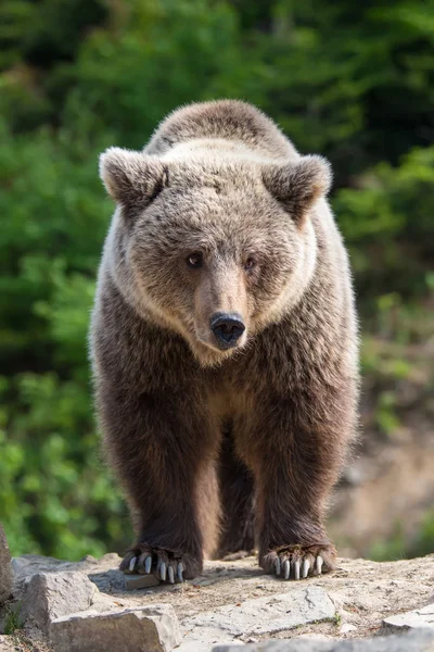 Oso Pardo Europeo Bosque Animales Salvajes Hábitat Natural —  Fotos de Stock
