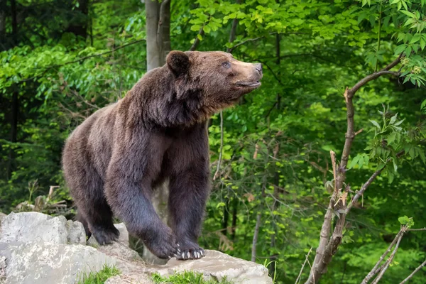 Urso Pardo Europeu Uma Floresta Animais Selvagens Habitat Natural — Fotografia de Stock