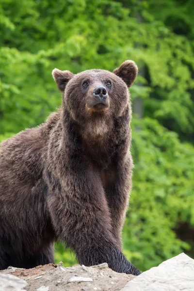 欧洲棕色熊在森林里 野生动物在自然栖所 — 图库照片