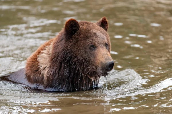 Urso Castanho Ursus Arctos Nadando Uma Água — Fotografia de Stock