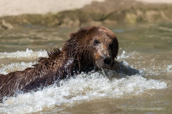 Barna Medve Ursus Arctos Úszás Vízben — Stock Fotó