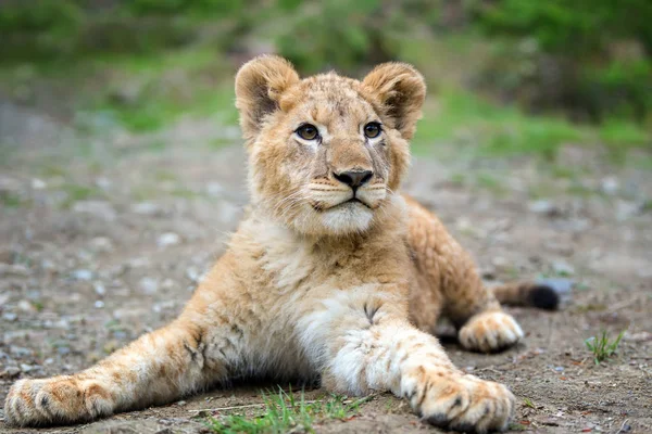 Close young lion cub in the wild