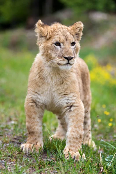 Chiudere Giovane Cucciolo Leone Natura — Foto Stock