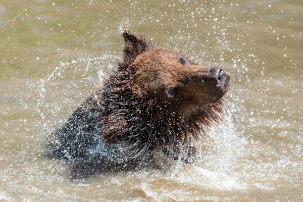 Urso Castanho Ursus Arctos Nadando Uma Água — Fotografia de Stock