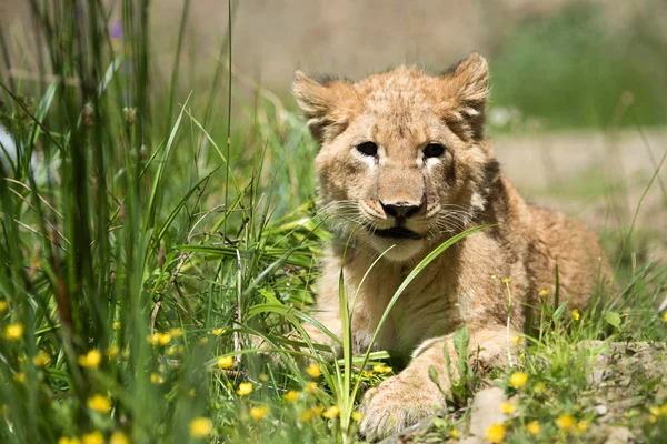 Close Young Lion Cub Wild — Stock Photo, Image